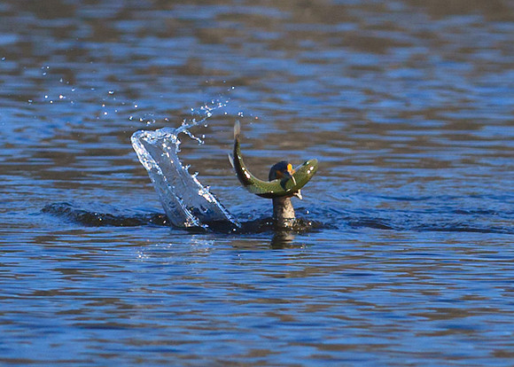 Fresh Trout meal