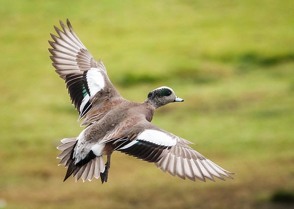 Flying Wigeon