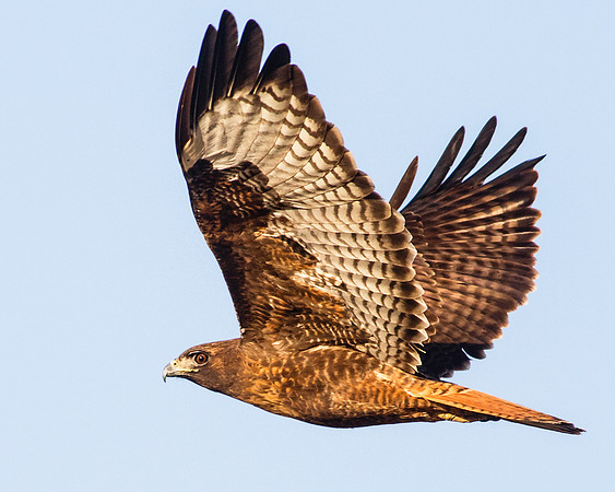 Rufous-phase red-tailed Hawk