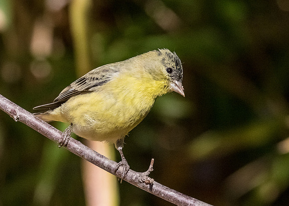 LA-Arboretum-2016-4183
