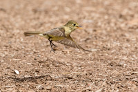 ChannelIslandsNP-0616-1263