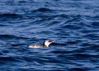 Common murre