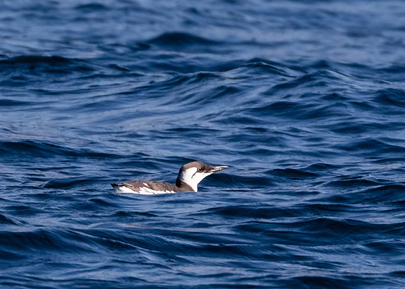 Common murre
