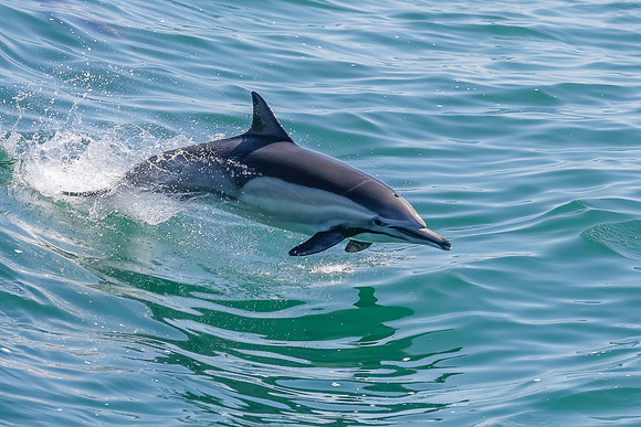 NB-whale watching-5307
