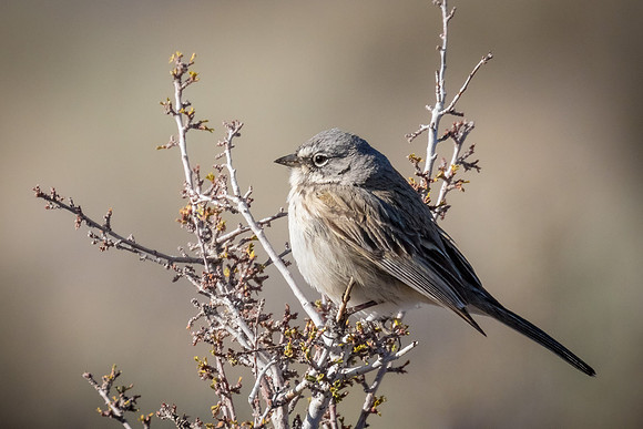 Sagebrush Sparrow