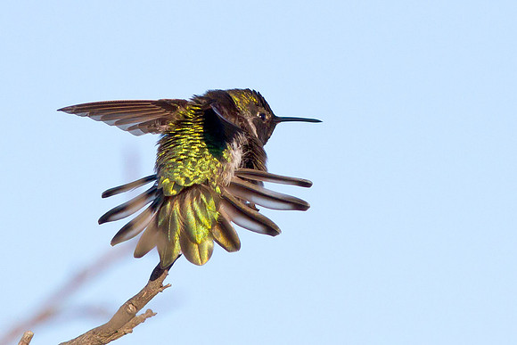 Anna's Hummingbird