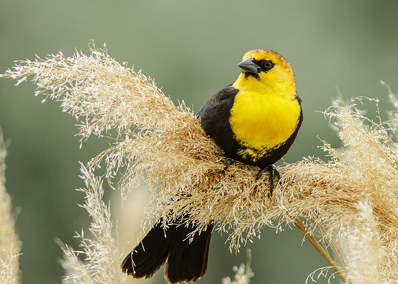 Male - Yelllow-Headed Blackbird