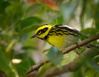 Townsend's Warbler
