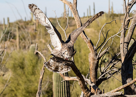 AZ-SonoraDesertMuseum7d-6069