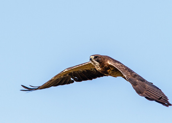 Soaring Swainson's I
