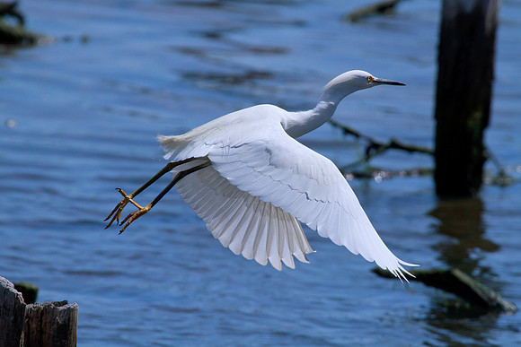 Snowy  white Egret