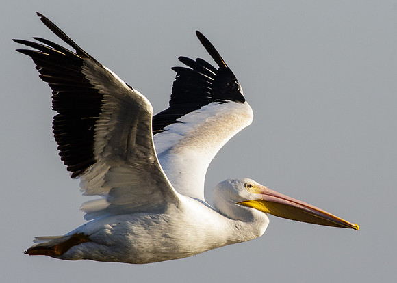 In Flight