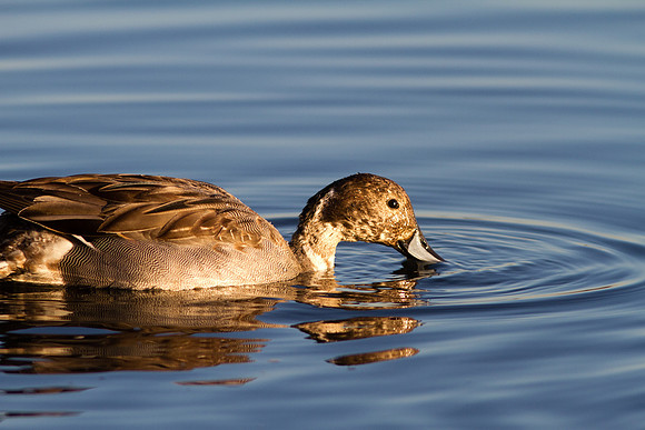 BolsaChica2011-0744