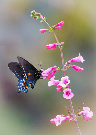 Pipevine Swallowtail