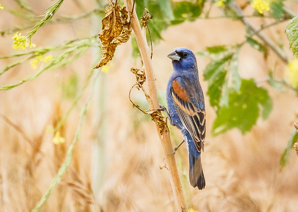Blue Grosbeak