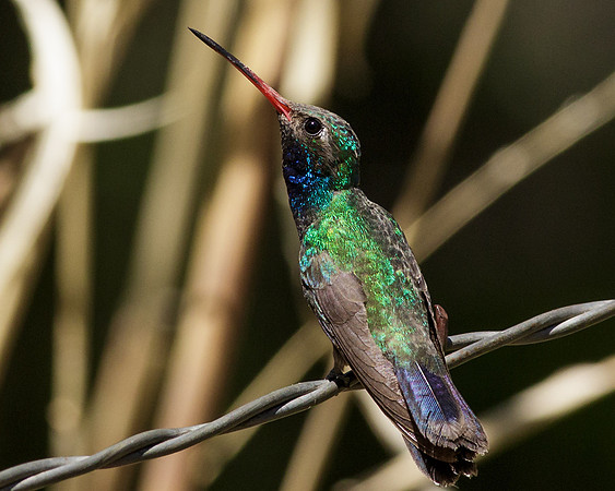 Broad-billed Hummingbird