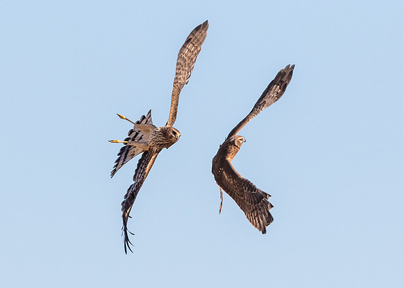 Clash of the Harriers