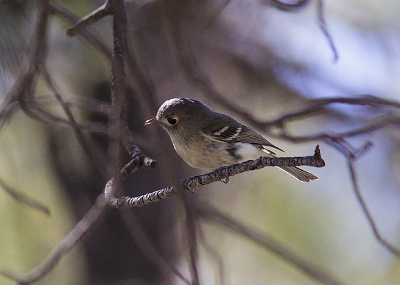 Huttons Vireo