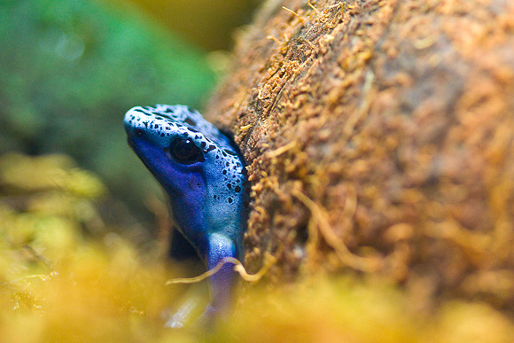 LB-aquarium-0611