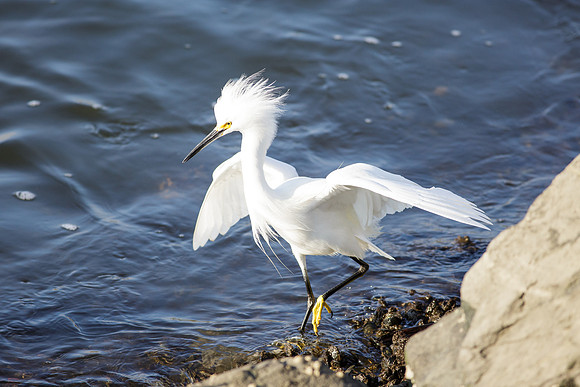 BolsaChica2013-9518