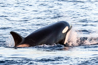 LB-WhaleWaching-2015-6610