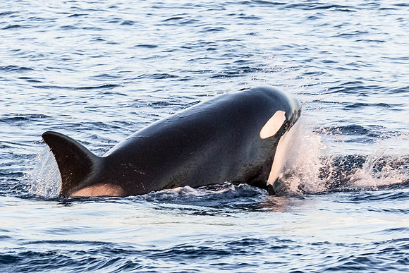 LB-WhaleWaching-2015-6610