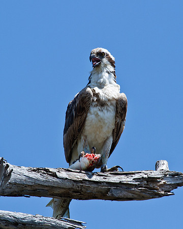 Osprey
