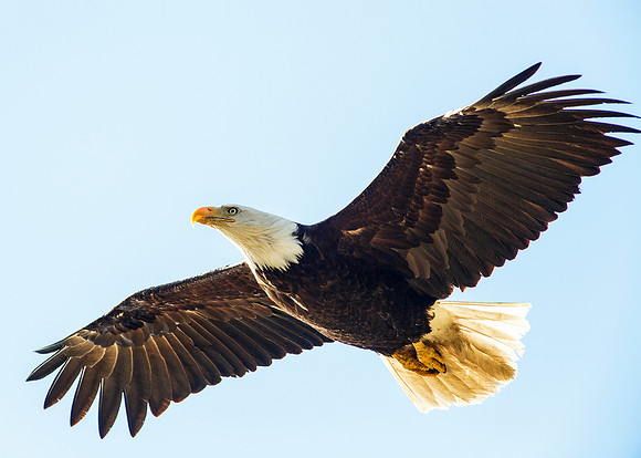 Majestic flight