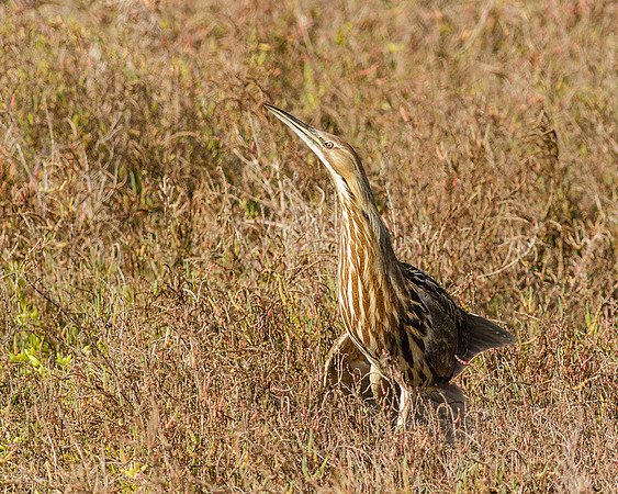 BolsaChica2012-7093
