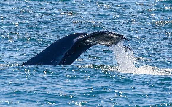 NB-whale watching-5598