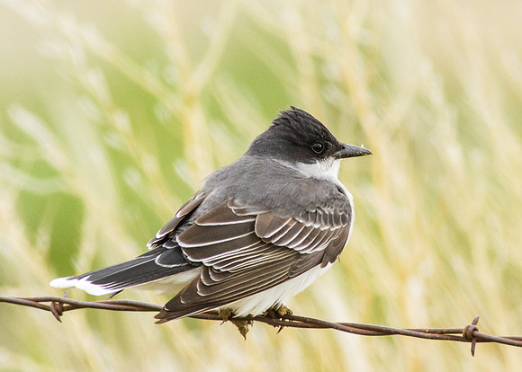 Eastern Kingbird