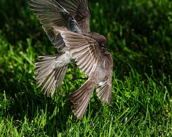 Irvine-2013-7105
