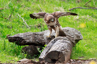 Red Tail Hawk