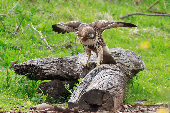 Red Tail Hawk