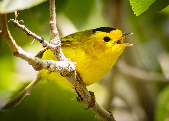 Wilson's Warbler