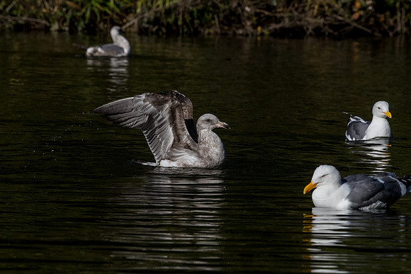 SF-Golden Gate Park-8122