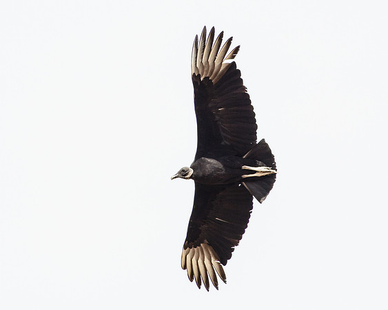 Black Vulture