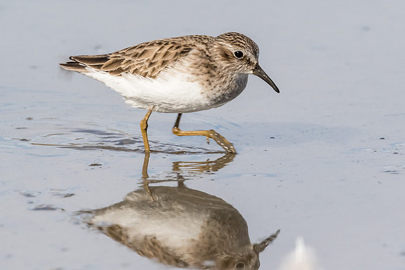 Least Sandpiper