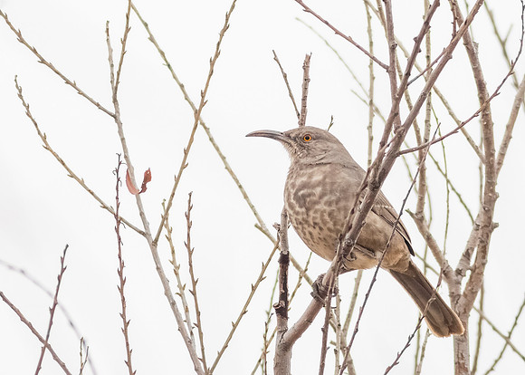 Curve-billed Thrasher