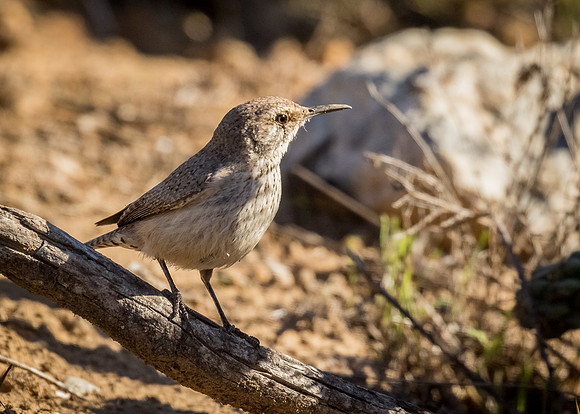 Rock Wren