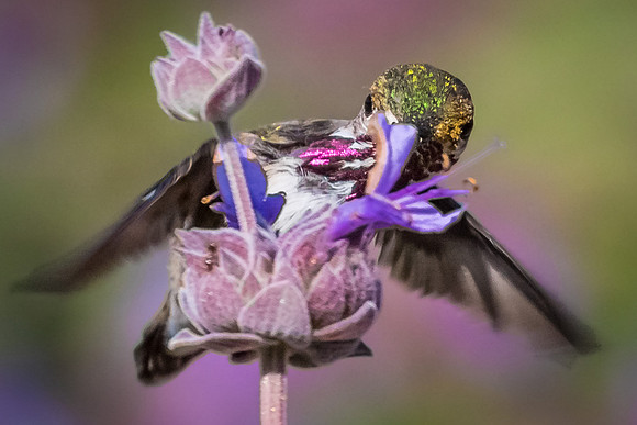Calliope Hummingbird
