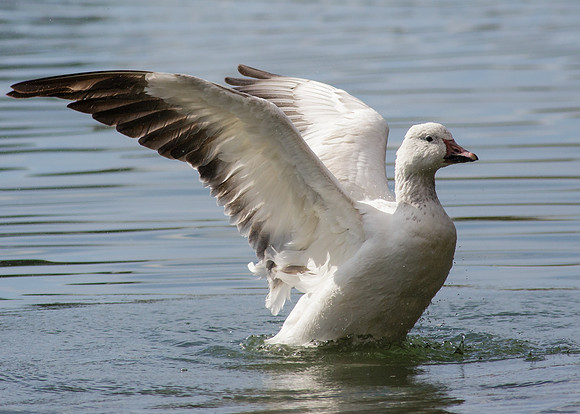 Wing throw.....