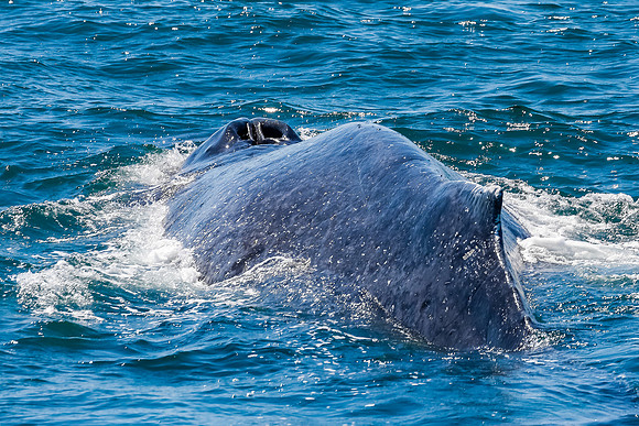 NB-whale watching-5514