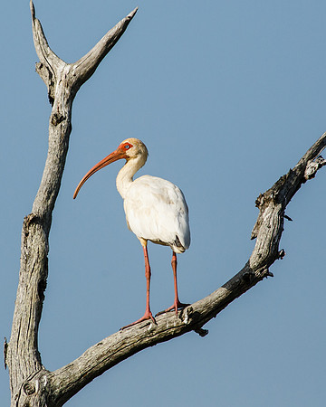 White Ibis