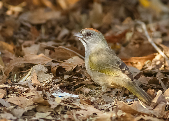 Green-tailed Towhee