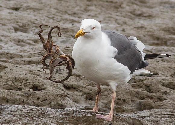 Octo-Gull
