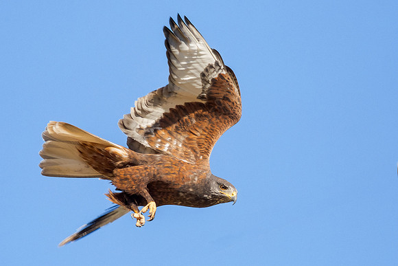 Dark-Morph in flight