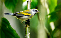 Golden-winged warbler