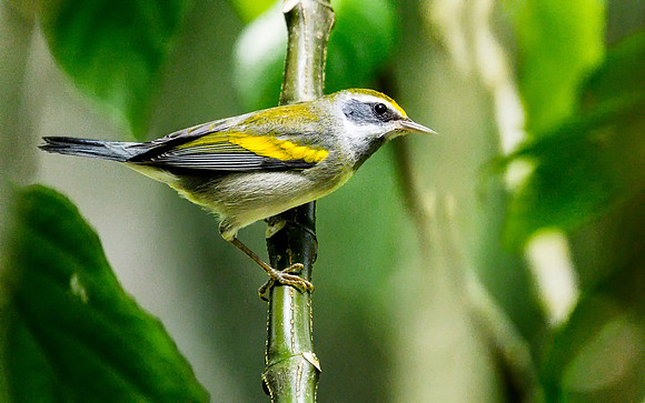 Golden-winged warbler