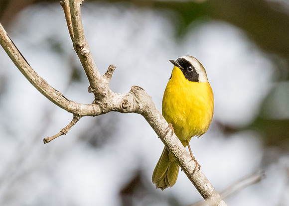 Common Yellowthroat